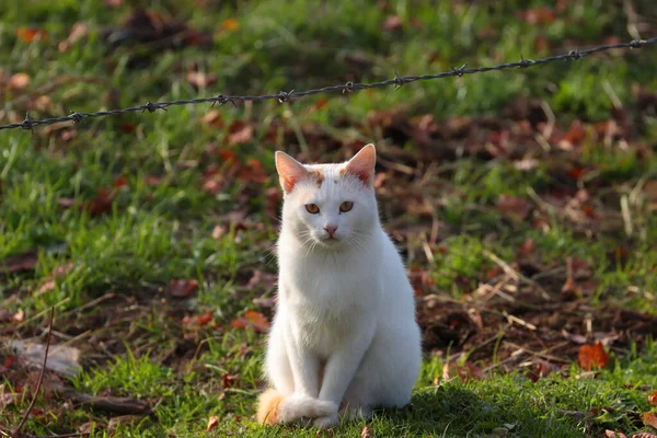 Den Vackra Vita Katten Utomhus Parken Sitter Marken Med Grönt — Stockfoto