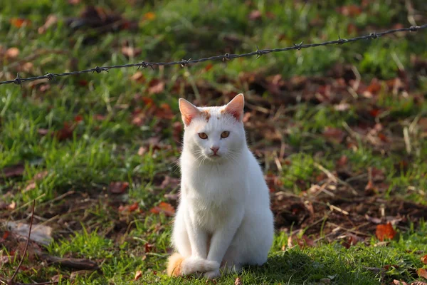 Hermoso Gato Blanco Aire Libre Parque Sentado Suelo Con Hierba — Foto de Stock