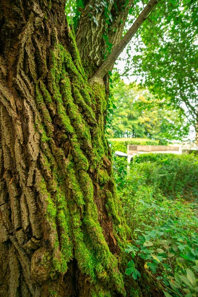 Tronco Árvore Musgosa Verde Floresta — Fotografia de Stock