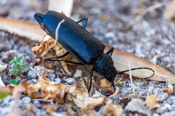 Fialový Brouk Carabus Violaceus Zemi — Stock fotografie