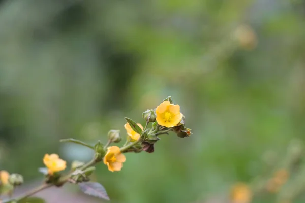 在印度喀什米尔喜马拉雅山的一个模糊背景上 一朵花的特写镜头 — 图库照片