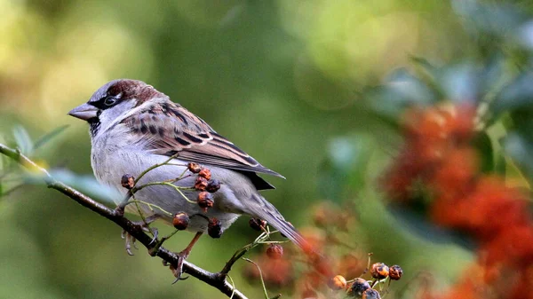 Großaufnahme Eines Sperlings Der Auf Einem Zweig Mit Vogelbeeren Hockt — Stockfoto