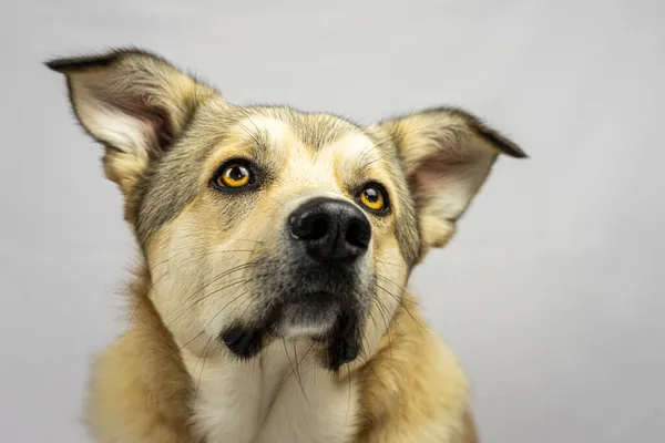 Lindo Perro Pastor Islandés Casa — Foto de Stock