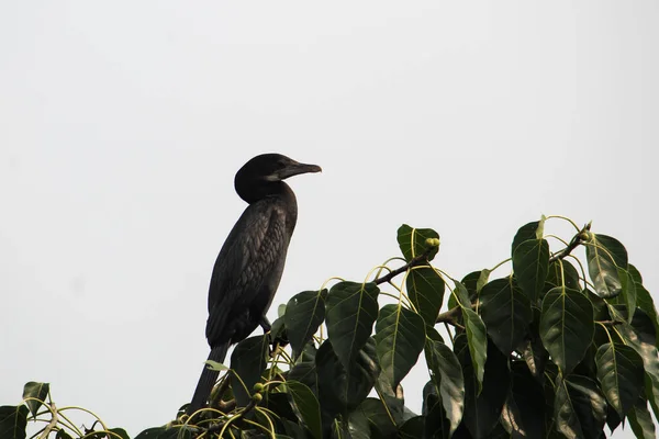 Ein Kormoran Auf Dem Grünen Zweig — Stockfoto