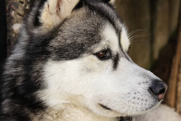 Närbild Bedårande Sibirisk Husky — Stockfoto