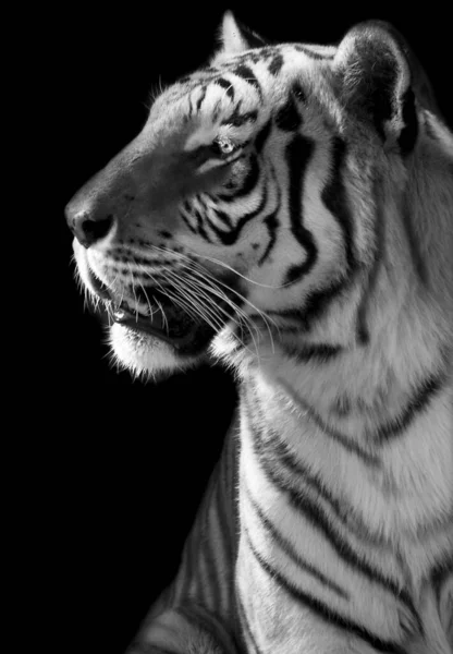 Svislý Snímek Tygra Stupních Šedi Tmavém Pozadí — Stock fotografie