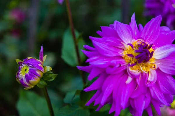 庭に咲く美しい紫色のダリアの花のクローズアップ — ストック写真