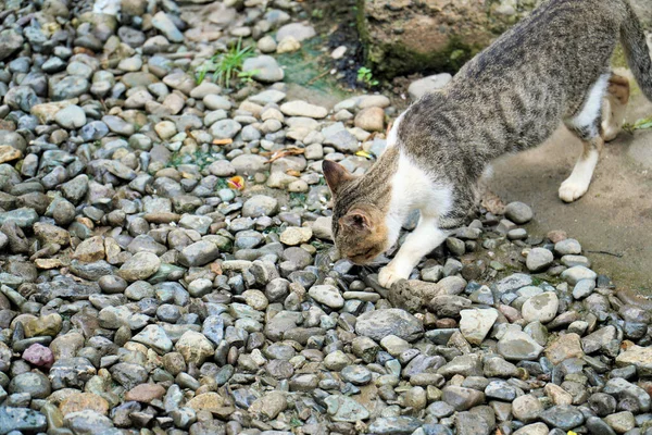 Herrelös Katt Som Söker Mat Stenarna — Stockfoto