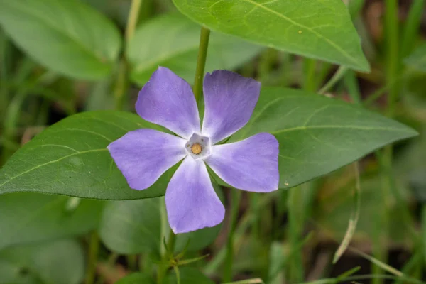 Närbild Vinca Major Stora Blad Periwinkle Stora Periwinkle Stora Dalton — Stockfoto