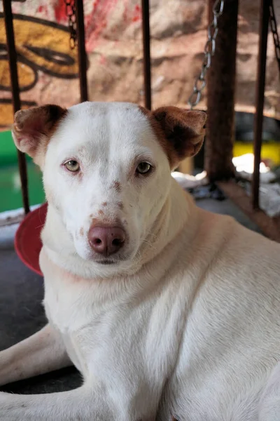 Sebuah Gambar Close Dari Anjing Putih Menggemaskan Dengan Telinga Coklat — Stok Foto
