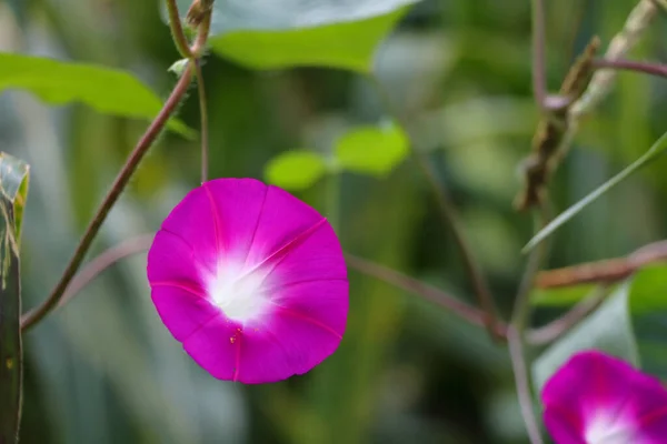 Detailní Záběr Krásné Fialové Květiny Botanické Zahradě — Stock fotografie