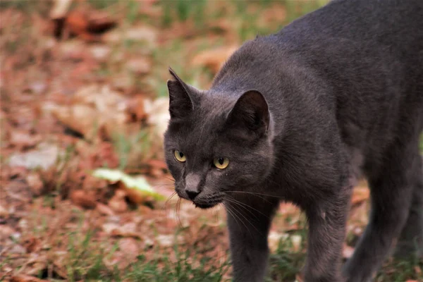 Eine Süße Schwarze Katze Auf Einem Feld — Stockfoto