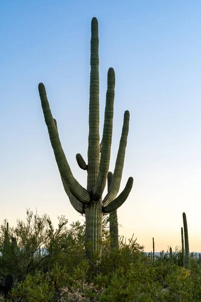 Primer Plano Cactus Enorme Jardín Botánico —  Fotos de Stock