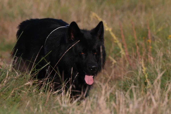 Detailní Záběr Černého Groenendaelového Psa Poli Uprostřed Polosuché Trávy — Stock fotografie