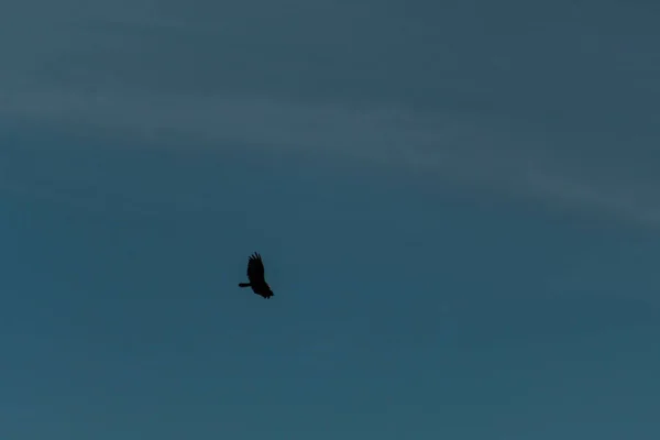 Μια Χαμηλή Γωνία Βολής Ενός Πουλιού Που Πετάει Στον Ουρανό — Φωτογραφία Αρχείου