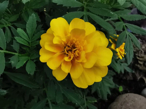 Close Marigold Tagetes Género Botânico Família Asteraceae — Fotografia de Stock