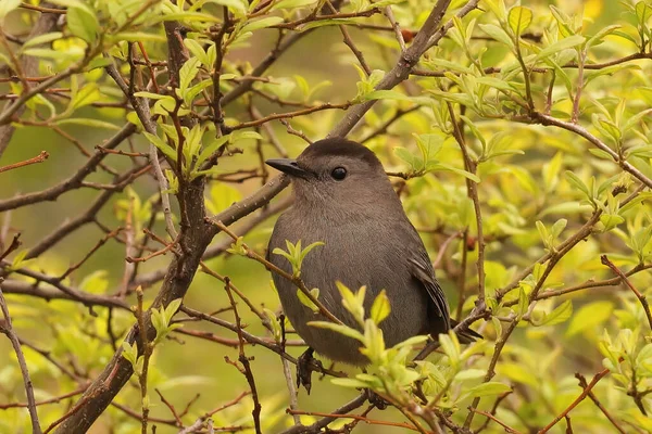 Een Schattige Dumetella Carolinensis Boomtak Bij Hudson River Parkway New — Stockfoto