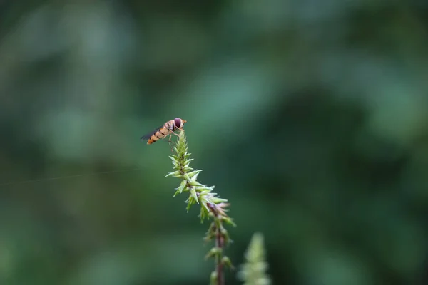 印度喀什米尔喜马拉雅山 一只蜜蜂在模糊背景下的植物上的特写镜头 — 图库照片