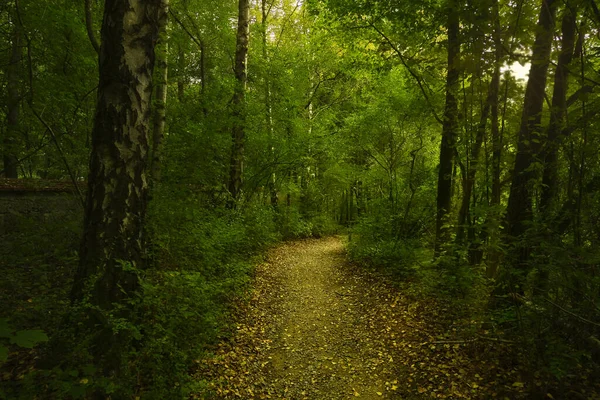 Caminho Floresta Verde — Fotografia de Stock