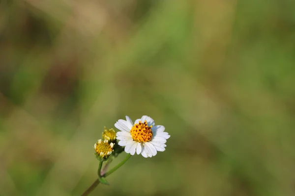 Ένα Κοντινό Πλάνο Ενός Λουλουδιού Ένα Θολό Φόντο Στα Ιμαλάια — Φωτογραφία Αρχείου