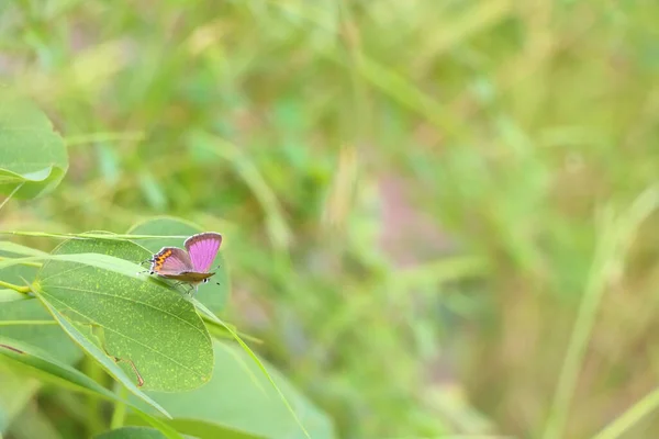 Primer Plano Una Hermosa Mariposa Una Planta Himalaya —  Fotos de Stock