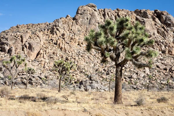 Krajobraz Skał Drzew Parku Narodowym Joshua Tree Kalifornii Usa — Zdjęcie stockowe
