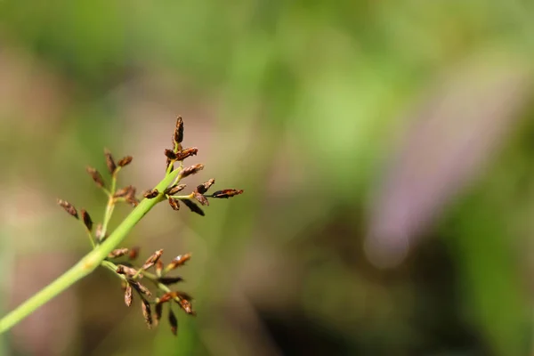 Closeup Shot Green Plant Blurred Background — Stock Photo, Image