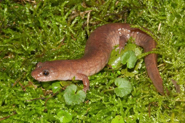 Vol Lichaam Close Van Lente Salamander Gyrinophilus Porphyriticus Poseerde Groen — Stockfoto