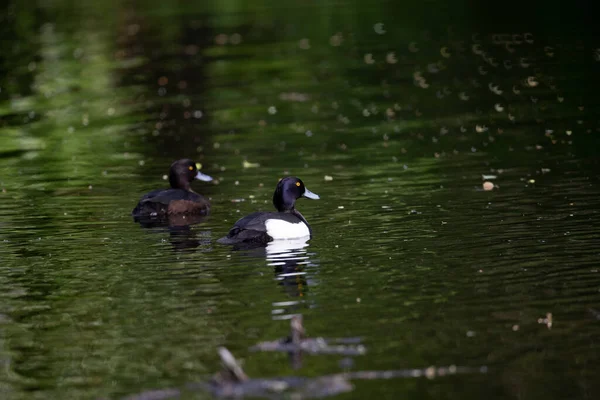 Para Kaczek Kąpiących Się Zielonym Jeziorze — Zdjęcie stockowe