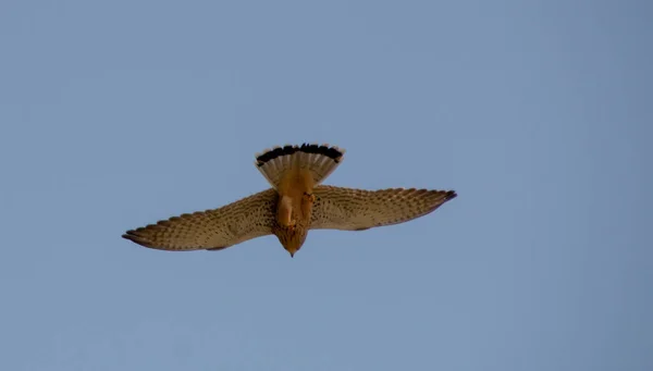 Låg Vinkel Skott Falk Flyger Klarblå Himmel — Stockfoto