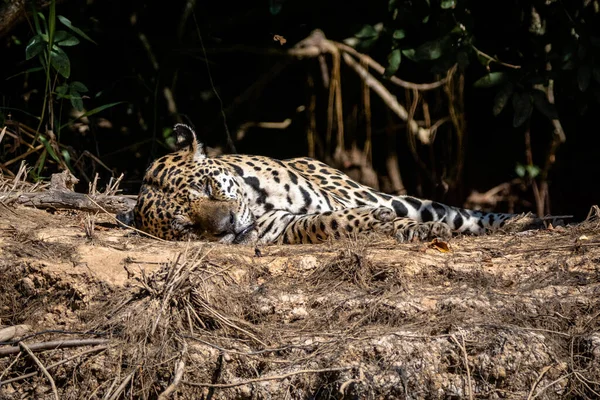Eine Schöne Aufnahme Eines Geparden Freier Wildbahn Während Des Tages — Stockfoto