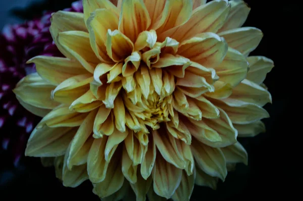 Ένα Κοντινό Πλάνο Ενός Λουλουδιού Ντάλια — Φωτογραφία Αρχείου