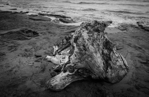 Сірий Знімок Дрейфу Деревини Біля Моря — стокове фото