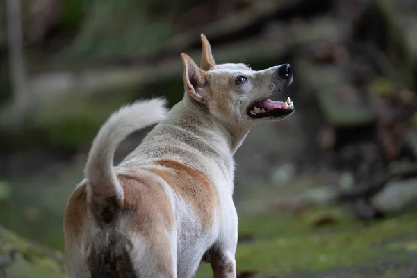 Cão Branco Bege Livre Durante Dia — Fotografia de Stock