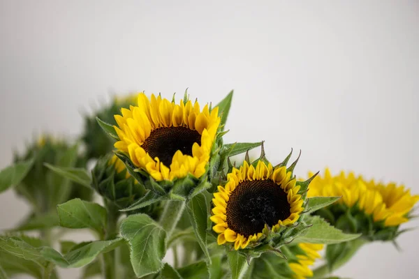 Eine Nahaufnahme Von Einem Schönen Strauß Sonnenblumen — Stockfoto