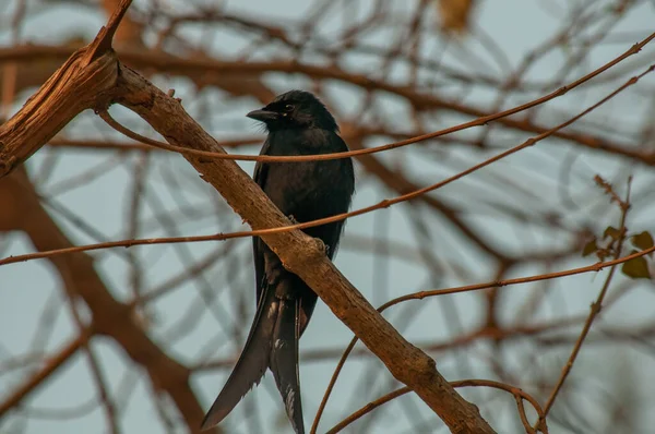 Closeup Shot Crow Tree Branch — Stock Photo, Image