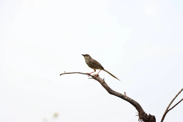 Zbliżenie Ujęcia Ptaka Gałęzi Drzewa Himalajach Kaszmir Indie — Zdjęcie stockowe