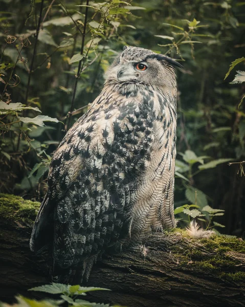 Een Verticaal Schot Van Een Uil Een Bos — Stockfoto