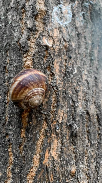 Een Verticaal Schot Van Een Slak Een Boom Een Veld — Stockfoto