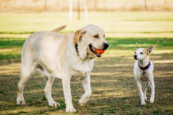 Scenic View Dogs Playing Together Field Blurred Background —  Fotos de Stock