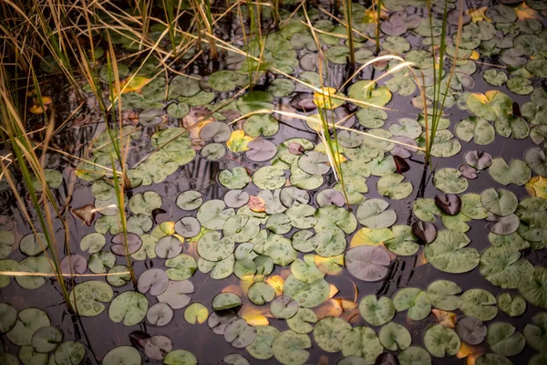 水の蓮の葉の美しいショット — ストック写真