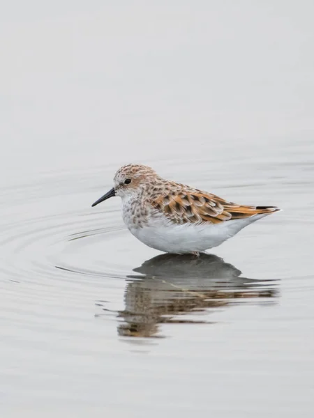 Fecho Vertical Little Stint Calidris Minuta — Fotografia de Stock