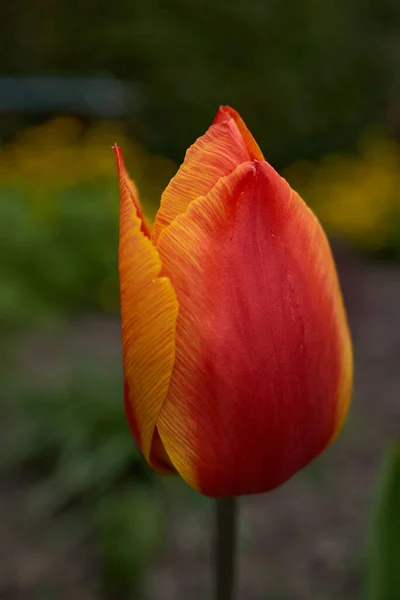 Eine Vertikale Nahaufnahme Orangefarbener Tulpenblätter — Stockfoto