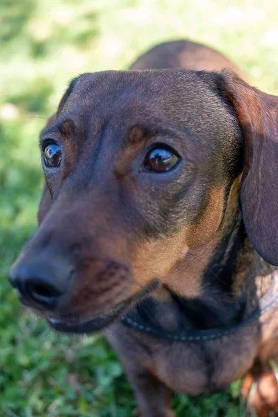 晴れた日に公園で美しいかわいい忠実な忠実なダックスフンドの犬の垂直ショット — ストック写真