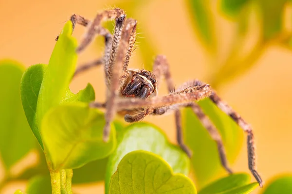 Ένα Μακροσκοπικό Πλάνο Της Αράχνης Του Φυτωρίου Ιστού Pisaura Mirabilis — Φωτογραφία Αρχείου