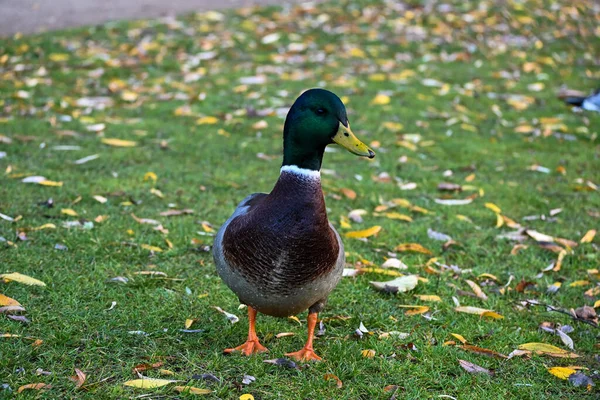 Egy Vadkacsa Egy Parkban Lehullott Őszi Levelekkel — Stock Fotó