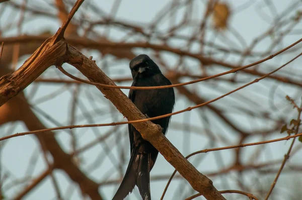 木の枝にカラスのクローズアップショット — ストック写真