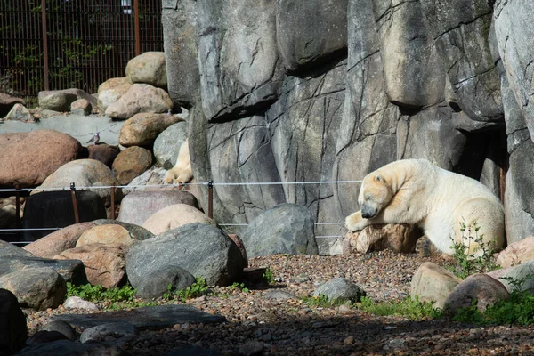 動物園の檻の中の岩の上で寝ている白いクマ — ストック写真