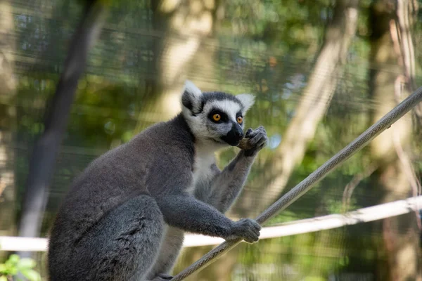 Ringsvansad Lemur Som Håller Käpp Skog — Stockfoto