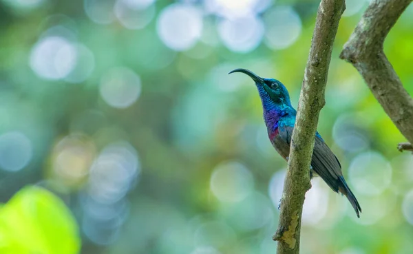 Selektiv Fokusbild Mexikansk Violett Kolibri Trädgren Utomhus — Stockfoto